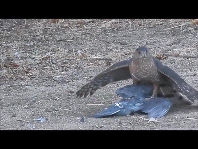 Hawk eats Pigeon ALIVE !! (Another Hawk)