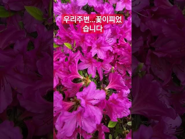 눈돌려보니 주변에 많은꽃들이 ...눈호강