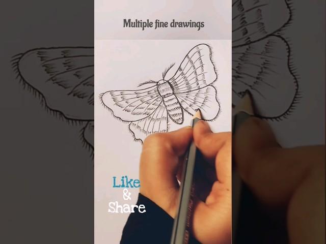 How to draw Bombyx mori/ silk moth #shorts #silkmoth