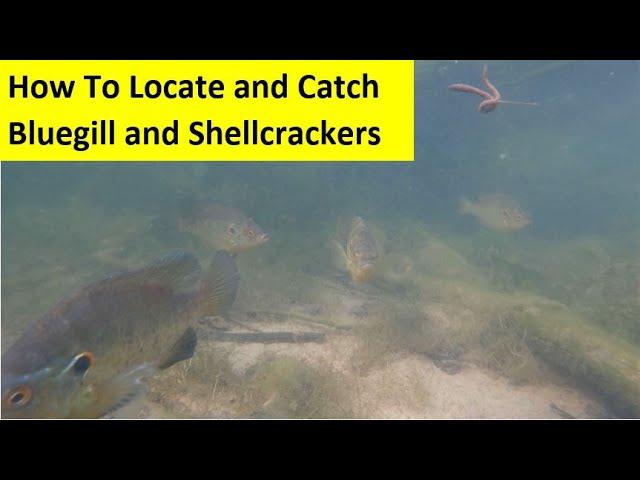 How To Locate and Catch Bluegill and Shellcrackers During the Spawn