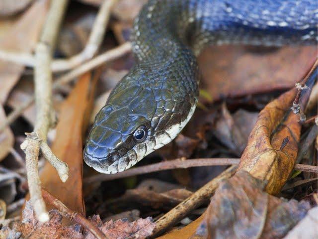 The Piedmont Region and the Black Rat Snake