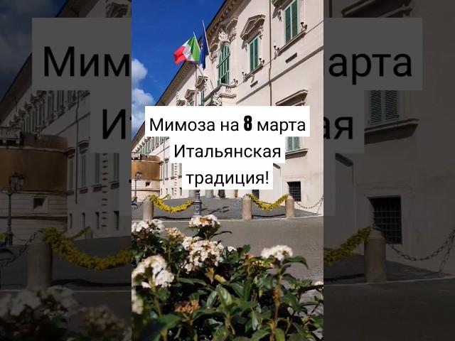 Мимоза на 8 марта - это по-итальянски! #италия #рим #жизньвиталии #8марта #мимоза #итальянскаяжизнь
