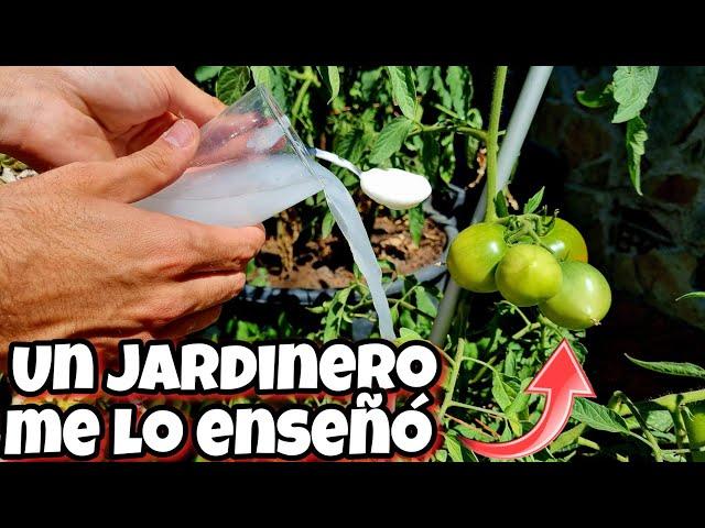 NUNCA MÁS TIRES ESTO! Es un potente ABONO CASERO para tus Plantas (Huerta urbana en casa)