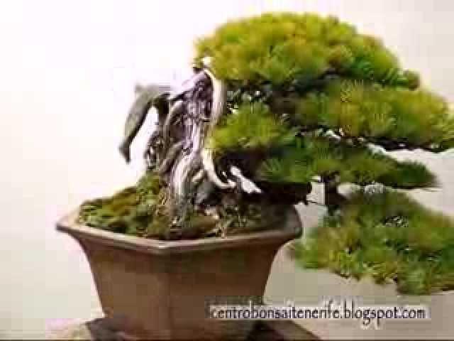 Pinus pentaphylla Bonsai Work, Goyomatsu.Japan,Tenerife, Canarias, España By Jose Acuña