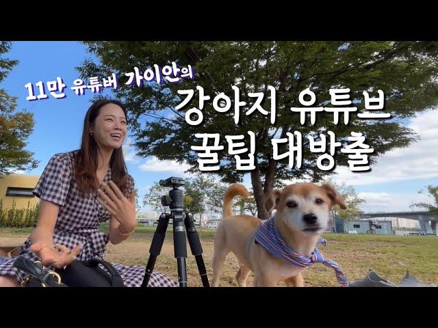 11만 유튜버에게 듣는 강아지 유튜브 공략법ㅣ누렁이 채널 흥하고 싶어요 제발요