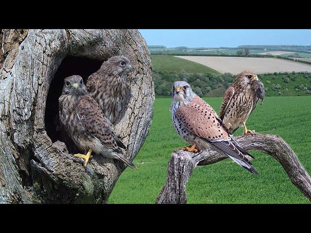 Survival Story of a Kestrel Family | Full Story | Mr & Mrs Kes | Robert E Fuller