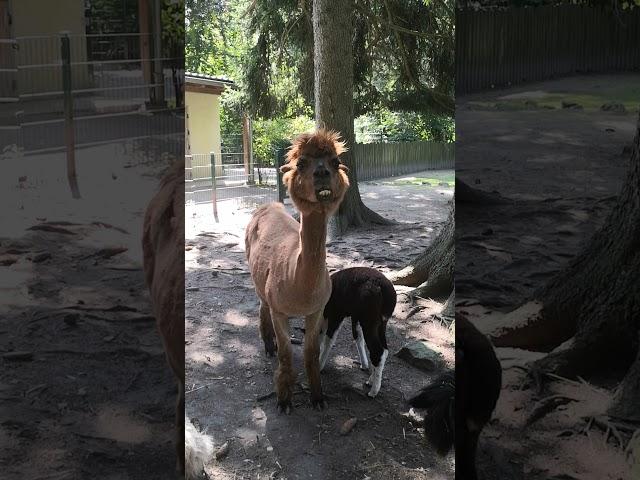 These alpaca are so chill अलपाका को जुगाली करते देखके खूब हंसी आएगी आपको #shorts