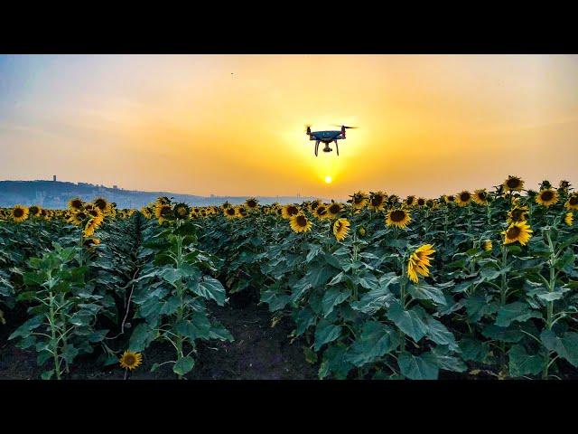 שדה חמניות - Sunflower field 4k