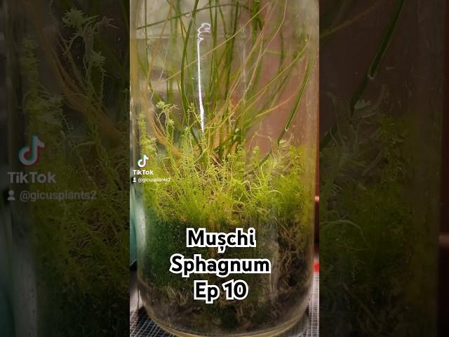 Mușchiul pe care îl cresc în terrarium. Plantele mele EP 10 #despreplante