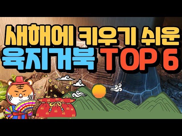 새해에 키우기 쉬운 육지거북 순위 TOP 6