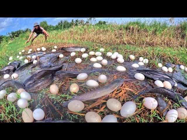 amazing - a fisherman catch fish and pick a lot of duck eggs in rice field near village by hand