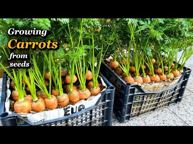 Growing Carrots from Seeds to Harvest in small Veg Boxes