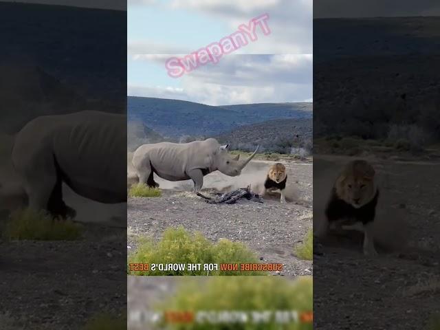 The rhinoceros attacked the male lion with its horns #youtubeshorts #shortvideos #animals