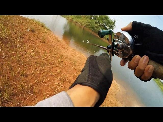 Casting Gabus, Snakehead. Abu Garcia Ambassaduer 4601 C3