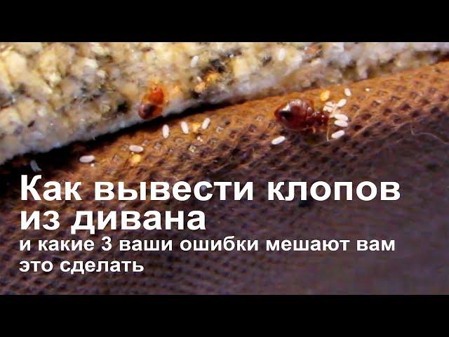 Как избавиться от клопов в диване и каких ошибок нельзя совершать