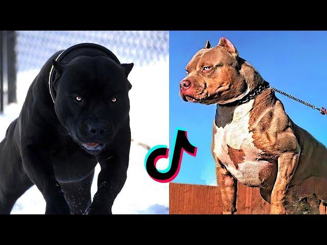 Badass Dog Videos - Protection Dogs Are Badass - Furry Buddy