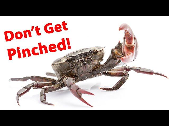 How To Rig Fiddler Crabs For Sheepshead, Redfish & Black Drum