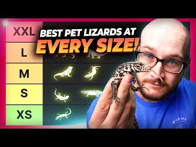 The BEST Pet Lizard At Every Size!