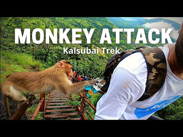 Monkey Attacked me during Kalsubai Trek