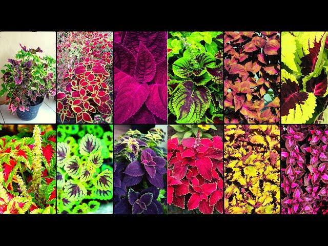 COLEUS VARIETIES - Plants Weekly