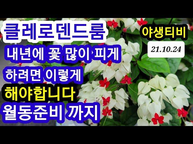 클레로덴드룸10/24일 =덴드롱.내년에 꽃 많이 피게 하려면.월동준비 까지