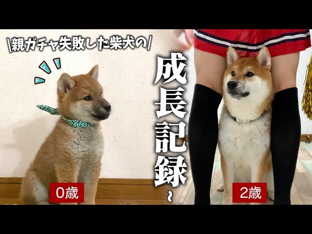 子は親を選べない...飼い主を間違えた柴犬の2年を初公開します【成長記録】