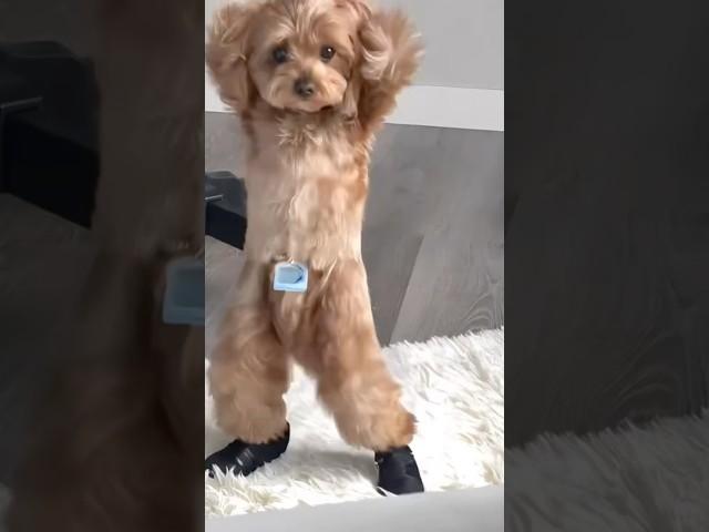 ㅋㅋㅋㅋㅋㅋㅋㅋㅋㅋㅋㅋㅋㅋㅋㅋㅋㅋ웃겨죽겠다 #dog #vancouver #밴쿠버라이프 #강아지 #강아지일상 #밴쿠버일상 #아미새 #명자야