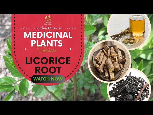  Licorice Root: Ancient Remedy for Modern Health!  Discover Its Healing Secrets!