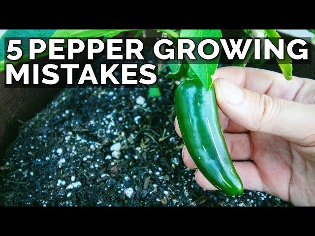 5 Pepper Growing Mistakes to Avoid