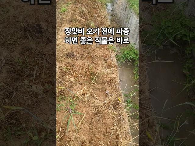 장맛비 내리기 전에 콩 파종