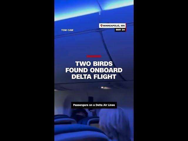 Two birds found onboard Delta flight