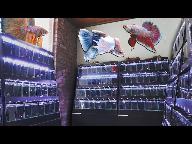 Master Breeder Picks His Top 3 Betta Fish at Aquarium Co-Op