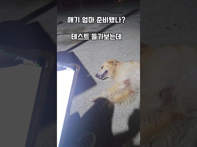 아기 강아지 울음소리에 과연 몽실이는.. #남해 #리트리버 #몽실이 #테스트 #애기강아지