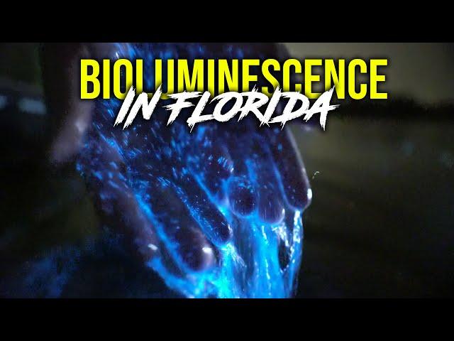 Bioluminescent Clear Kayaking in Florida - Get Up And Go Kayaking