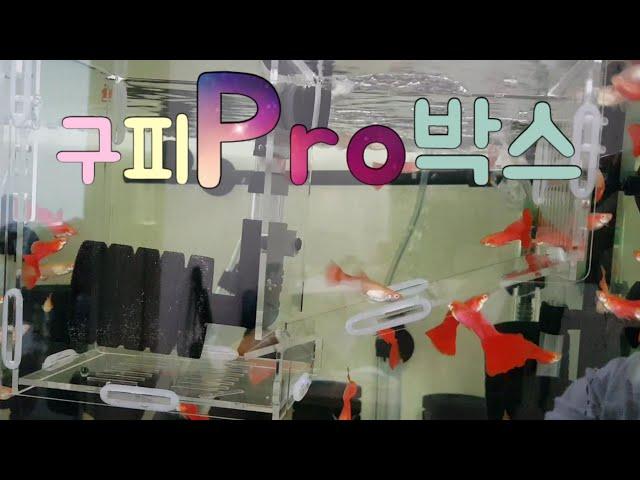 구피 부화통, 구피 프로 박스(Guppy Pro Box) 리뷰 및 조립 영상, 탱써니 물생활 TaengSunny