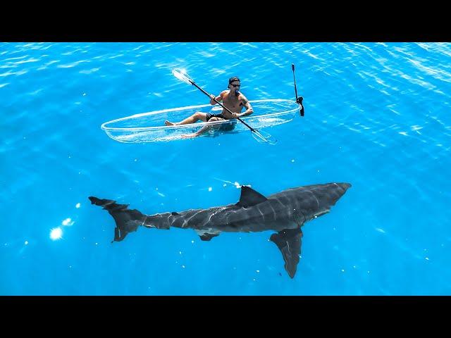 Exploring For Great White Sharks In Transparent Kayak