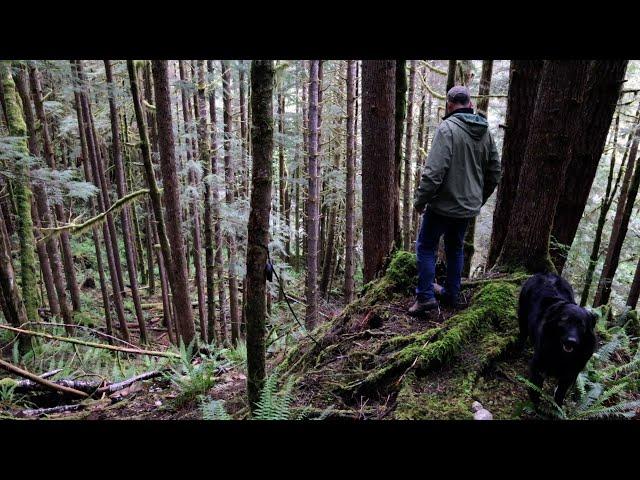 Watch My Trail Camera Get Violated And Listen To These Sasquatch Experiences While In Timber