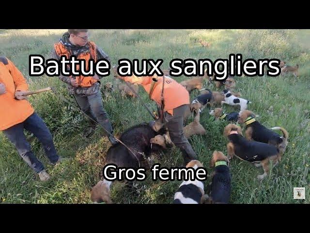 BATTUE AUX SANGLIERS - Gros ferme - ALEXIS CHASSE