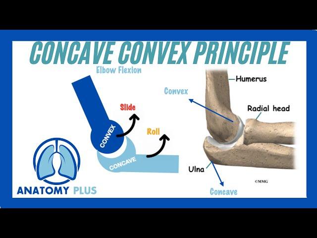 What are Arthrokinematic Movements!?