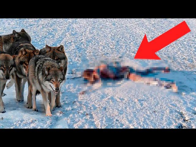 Hunting a wolf from a professional hunter