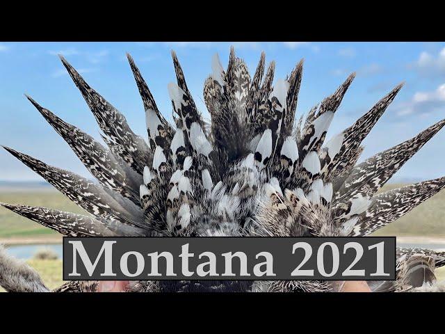 Montana 2021-part 1 Sage Grouse, Sharptails, and Huns