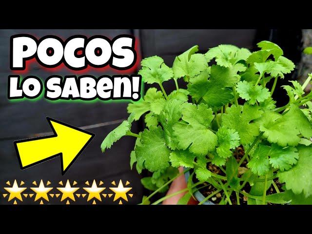 Pon ESTA PLANTA en tu HOGAR y Querrás DARME las GRACIAS! Usos y Beneficios del Cilantro | Cuidados