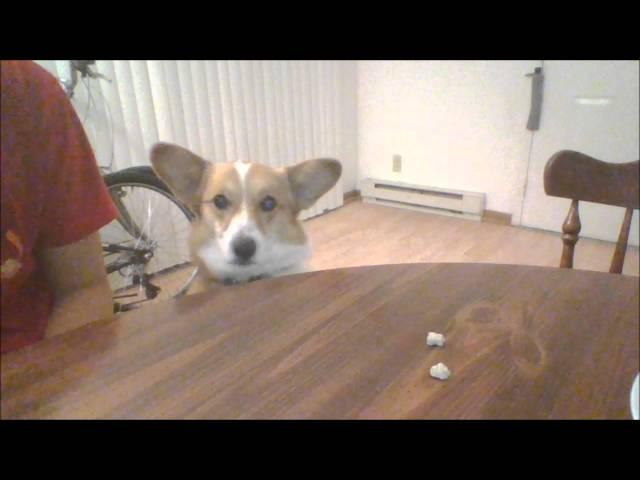 Corgi trying to eat snacks