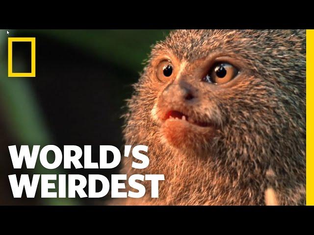 Smallest Monkey Turf War | World's Weirdest