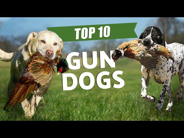 TOP 10 GUN DOGS