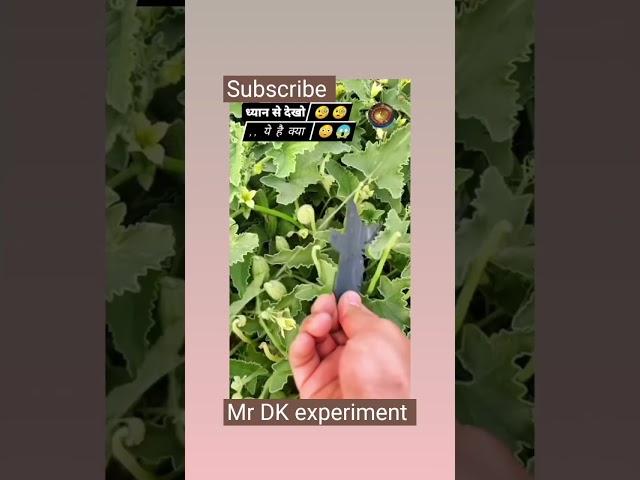 #experimenter #trending mr DK experiment
