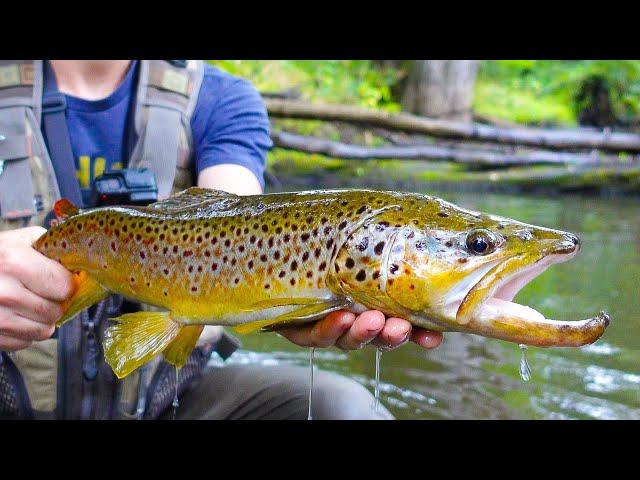 Brown Trout Fishing Michigan | Huge Trout in a TINY Creek