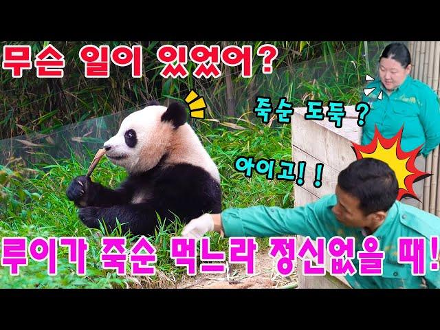 세상에  루이바오 는 죽순에 정신 팔렸고, 그 틈에 할부지는 조용히 뒤로 접근 중…!  루이의 깜놀 리액션에 전 세계 빵 터짐! ㅎㅎㅎ
