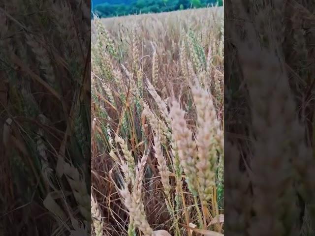 #жизнь #настроение #мудрость #философия #цитаты #мысли #вера #мир #красота