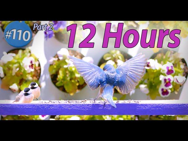 Birds for Cats to Watch 12 Hours Uninterrupted Birds Only Calming Nature Video No Ads Interrupting